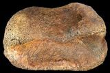 Fossil Hadrosaur Phalange - Alberta (Disposition #-) #134515-1